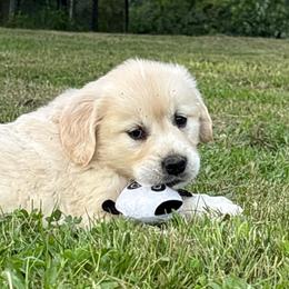 Asa - Light golden female Golden Retriever puppy in Grant County, Indiana from On The Sunny Side Pavey Farms