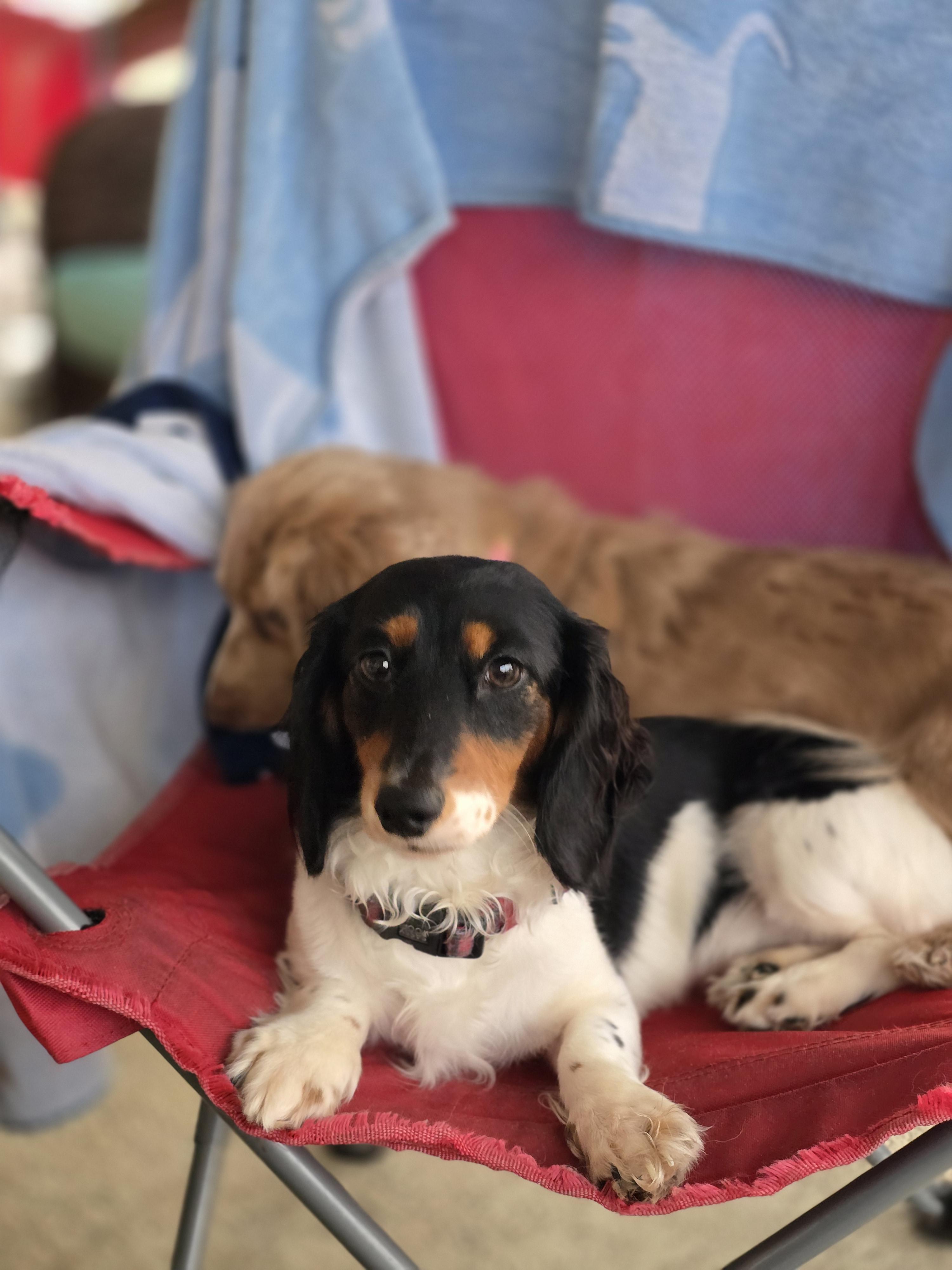 Piper