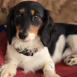 Piper - Dachshund