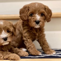 Cavachon, Cavalier King Charles Spaniel, and Cavapoo Puppies from LierChonPoo
