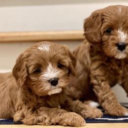 Cavachon, Cavalier King Charles Spaniel, and Cavapoo Puppies from LierChonPoo
