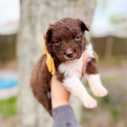 Chickadee - Chocolate female Pomsky puppy in Cleveland, Ohio from Lake Point Pomskies