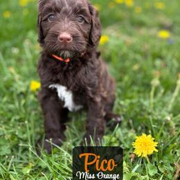 Pico - Chocolate female Australian Labradoodle puppy in Richmond, Kentucky from Happy Time Doodles