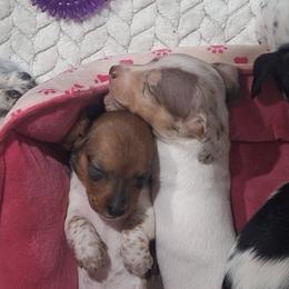 Ace - Piebald male Dachshund puppy in Surprise, Arizona from Codie's Dachshunds