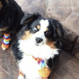 Daisie - Toy Australian Shepherd