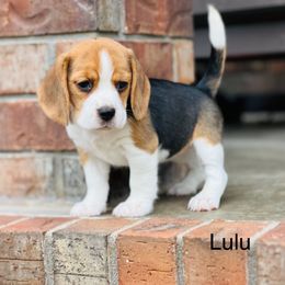 Lulu - Black tan and white female Beagle puppy in Mansfield, Missouri from Rippee Creek Kennel