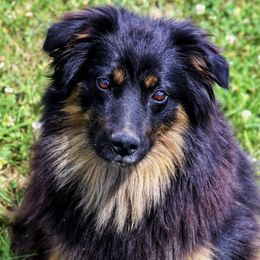 Maggie - Australian Shepherd