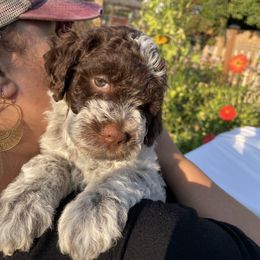 Lagotto Romagnolo Puppies from Agapē Lagotto Romagnolo