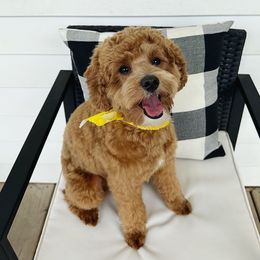 Max - Goldendoodle