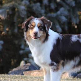 Hazel - Australian Shepherd