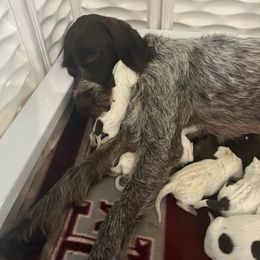 Wirehaired Pointing Griffon Puppies from Ashli Hall