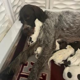 Wirehaired Pointing Griffon Puppies from Ashli Hall