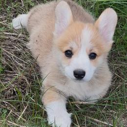 Boy 1 - Red male Pembroke Welsh Corgi puppy in Roy, Washington from Breyerwood
