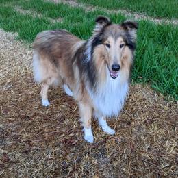Hudson - Collie