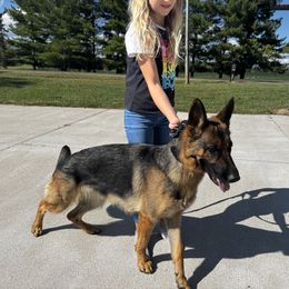 Lika - German Shepherd