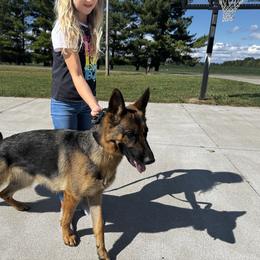 Lika - German Shepherd