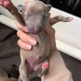Kiaya - Blue fawn female Italian Greyhound puppy in Las Vegas, Nevada from Amanda's Italian Greyhounds