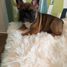 Elliott - Fawn male French Bulldog puppy in Jacksonville, North Carolina from Southern Comfort French Bulldogs