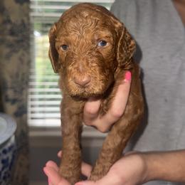 David Austin (Black Boy) - Red  male Poodle puppy in Winterville, Georgia from Villa Rosa Poodles
