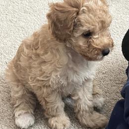 Poodle Puppies from ItalianToyPoodles