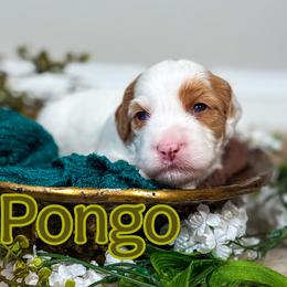 Pongo - Caramel male Australian Labradoodle puppy in Decatur, Alabama from Southern Meadows Doodles