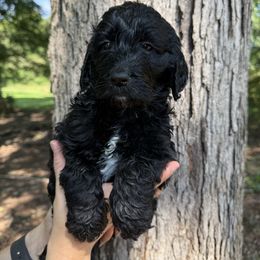 Hazel - Black and white female Springerdoodle puppy in Statham, Georgia from Georgia Springerdoodles