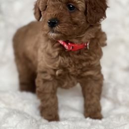 Poodle Puppies from Maria Sedano