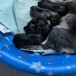 Miniature Schnauzer Puppies from Kathy's Mini Schnazuers