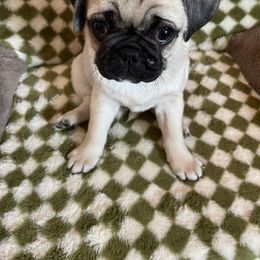 Pug Puppies from Galaxy Pugs of Georgia