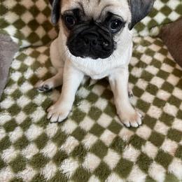 Pug Puppies from Galaxy Pugs of Georgia