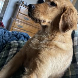 "L" Golden Retriever Puppies from Elm Hollow Golden Retreivers