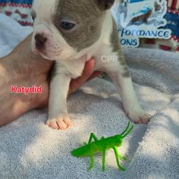 Katydid - Lilac female Boston Terrier puppy in Griffin, Georgia from Celtic Performance Bostons
