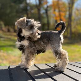 Maple - Salt and pepper female Miniature Schnauzer puppy in Akron, Ohio from Green Family Companion Kennel, LLC