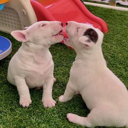 Miniature Bull Terrier Puppies from Tonka Miniature Bull Terriers