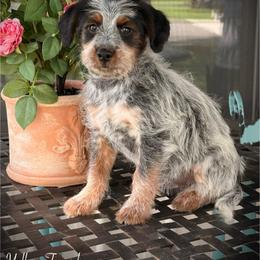 Riley - Blue female Assorted Doodle Crosses puppy in Ohio from Holley Doodles