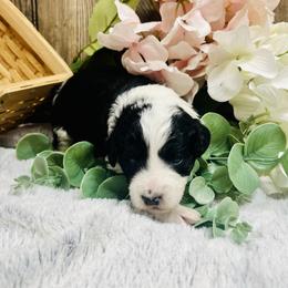 Lexi - Black and white female Aussiedoodle puppy in Hamilton, Michigan from White Pine Farm