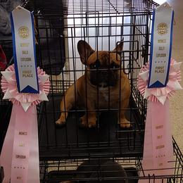 French Bulldog Puppies from Legend French Bulldogs