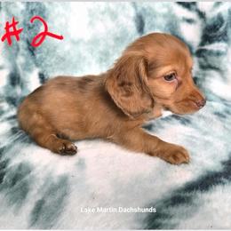 Chocolate based cream male - Cream male Dachshund puppy in Jackson's Gap, Alabama from Lake Martin Doxies
