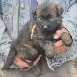 Girl 1 Pink - Sable female German Shepherd puppy in Lake George, Colorado from High Country German Shepherds
