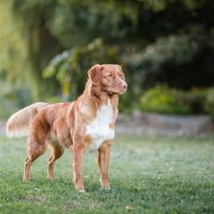 Nova Scotia Duck Tolling Retriever Puppies from Temperis Tollers
