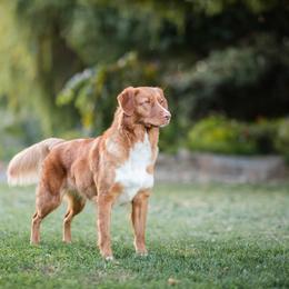 Nova Scotia Duck Tolling Retriever Puppies from Temperis Tollers