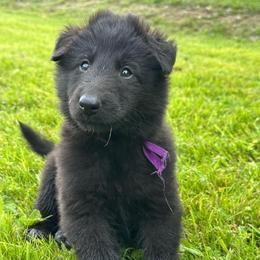 Pearl (Purple) - Black female Belgian Sheepdog puppy in Franklin, West Virginia from Wildmour K9