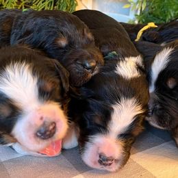 Bernedoodles from Bernedoodle Blessings