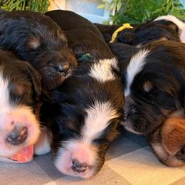 Bernedoodles from Bernedoodle Blessings