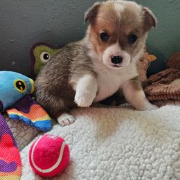 Tweety - Red female Pembroke Welsh Corgi puppy in Frontenac, Kansas from Holloway Corgis