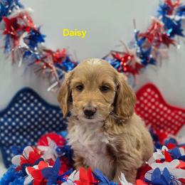 Daisy - Apricot female Goldendoodle puppy in Summerville, South Carolina from Channys Doodles