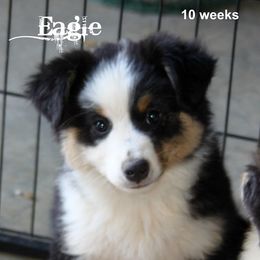 Miniature American Shepherd Puppies from Rocking J Miniature American Shepherds