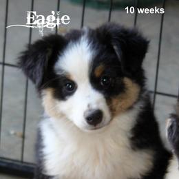 Miniature American Shepherd Puppies from Rocking J Miniature American Shepherds