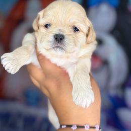 CKC Romeo(read full description) - Cream and white male Shih Tzu puppy in Roseville, Michigan from Diamond Paws LLC