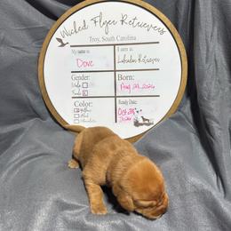 Dove- purple collar - Yellow female Labrador Retriever puppy in Troy, South Carolina from Wicked Flyer Retrievers